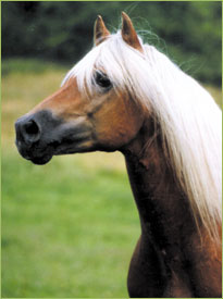 haflinger.jpg
