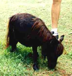 Obrazek